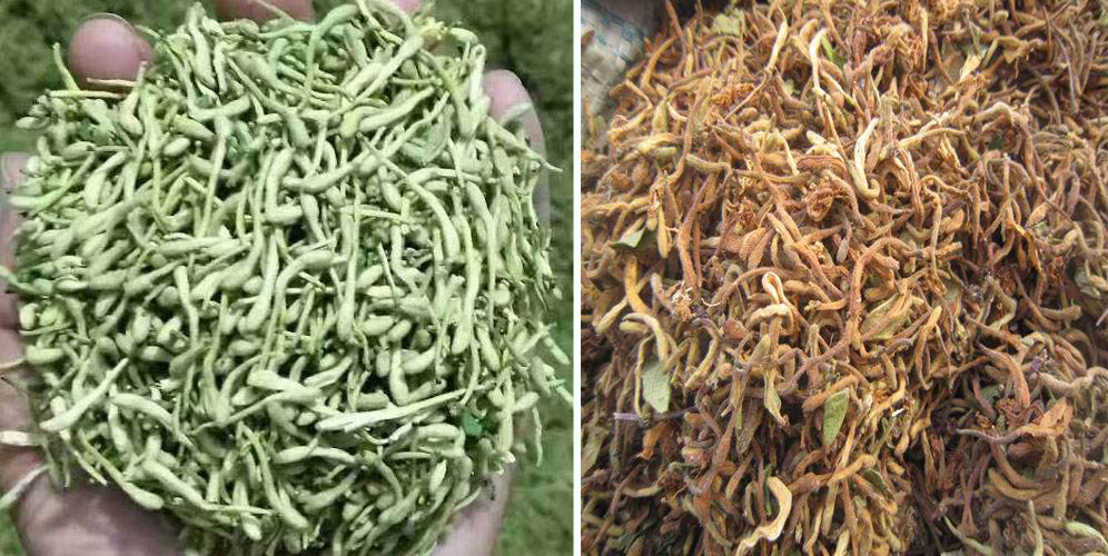 烘干金銀花畝產利潤多少？專業廠家詳解真實利潤